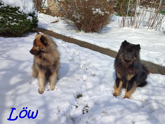 3.4.2022 - Dwix und Howard sind vom Schnee begeistert